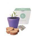 Image of Bamboo Pot Gardens